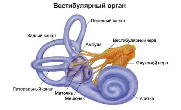 вестибулярный аппарат