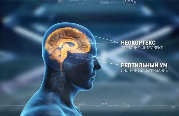 Неокортекс (или высший мозг млекопитающего)