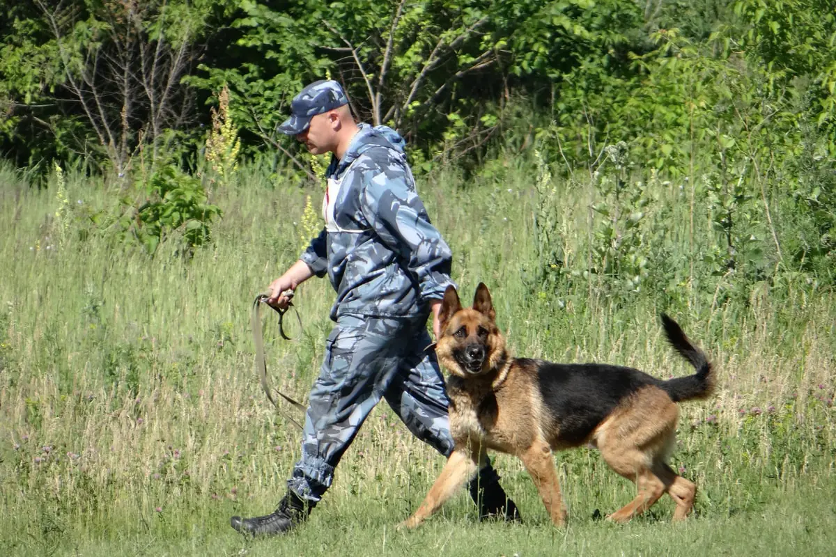 kinologicheskaya-sluzhba-dlya-poiska-cheloveka.jpg